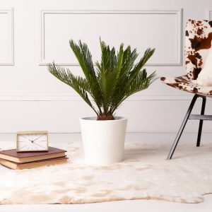 Cycas Revoluta palma u keramičkoj saksiji
