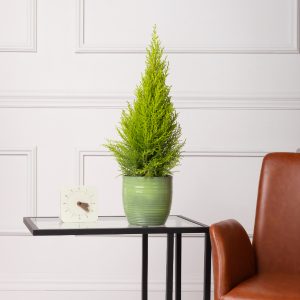 Kupresus - sobni čempres u keramičkoj saksiji