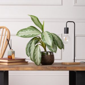 Aglaonema Silver Bay