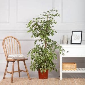 Fikus Bendžamin Starlight