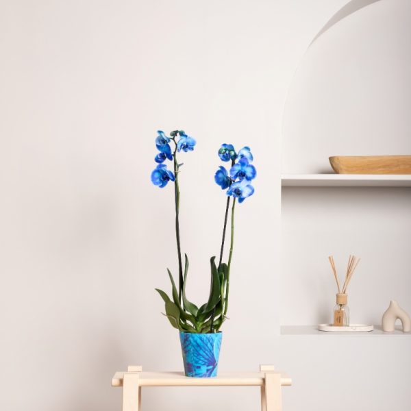 Plava Orhideja Phalaenopsis - Slika 2