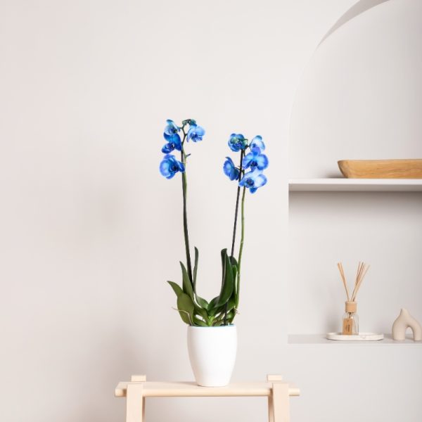 Plava Orhideja Phalaenopsis sa dva štapa u keramičkoj saksiji bele boje